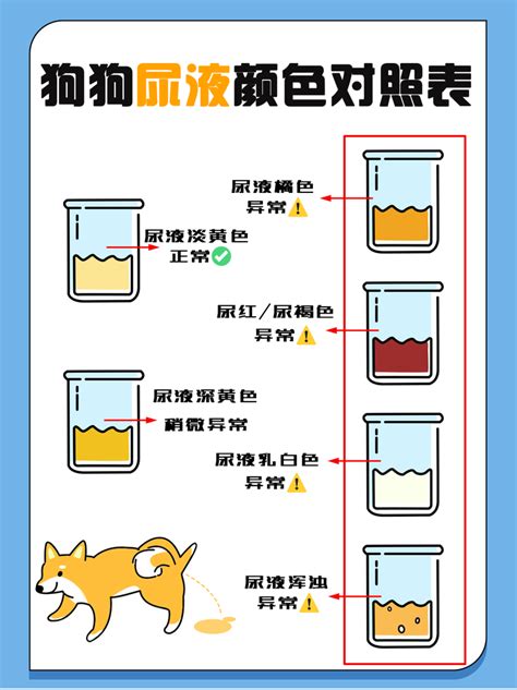 狗狗尿液顏色|犬尿顏色圖表：獸醫批准的常規或可疑症狀指南 